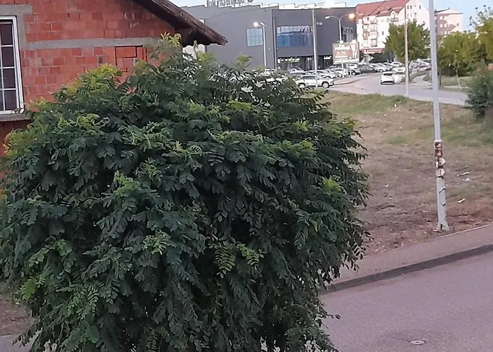 Goca Bijeljina