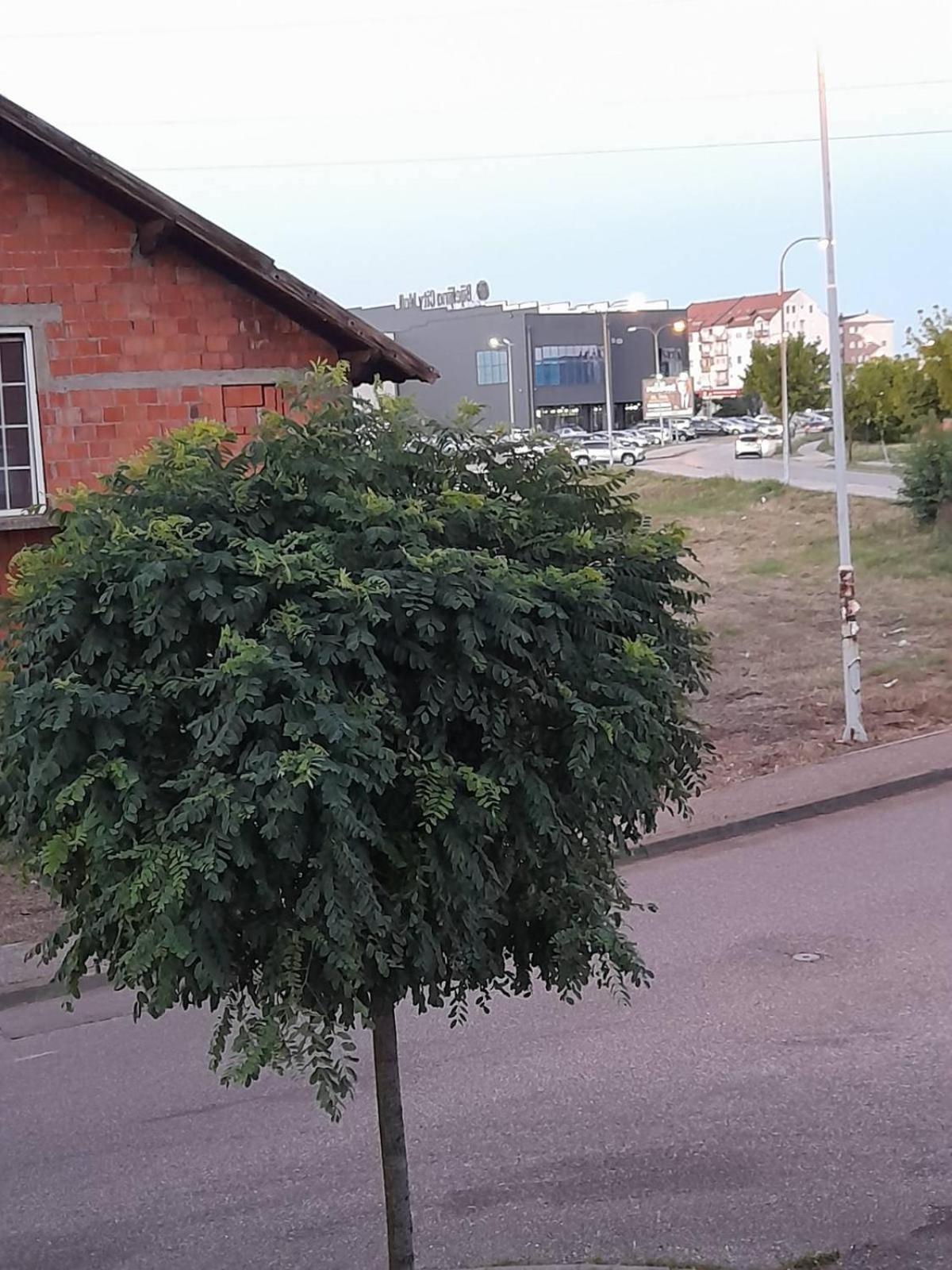 Apartment Goca